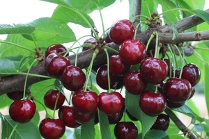 Stemilt signs an agreement to grow the extra-late KIR varieties