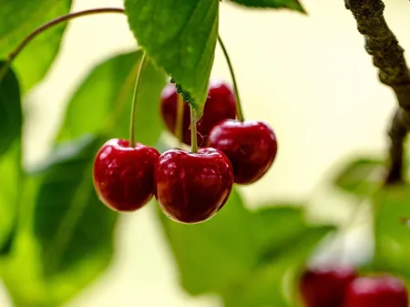 Best season in five years for Turkish cherries in 2024