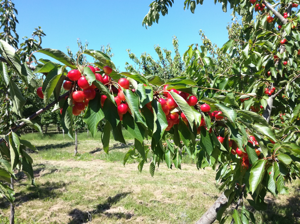 Michigan cherry growers remove trees after hard weather and difficult market conditions