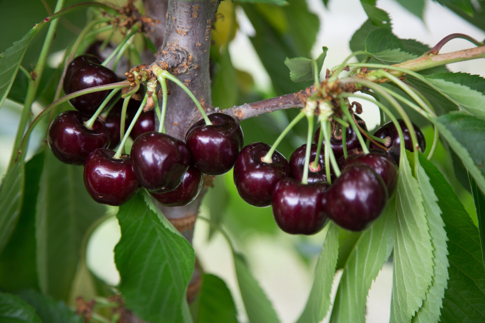 German cherry crop down 16% to 6,100 tonnes, sour cherry volumes decreased as well