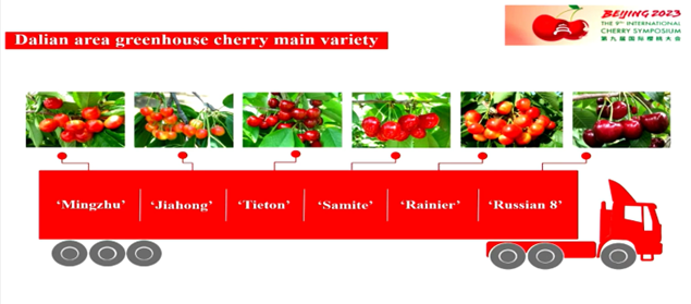 Dalian, China, main cherry varieties