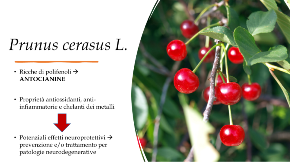 Protective effects of anthocyanin-rich Amarena cherry extracts (Rio variety) in cellular and animal models of neurodegeneration