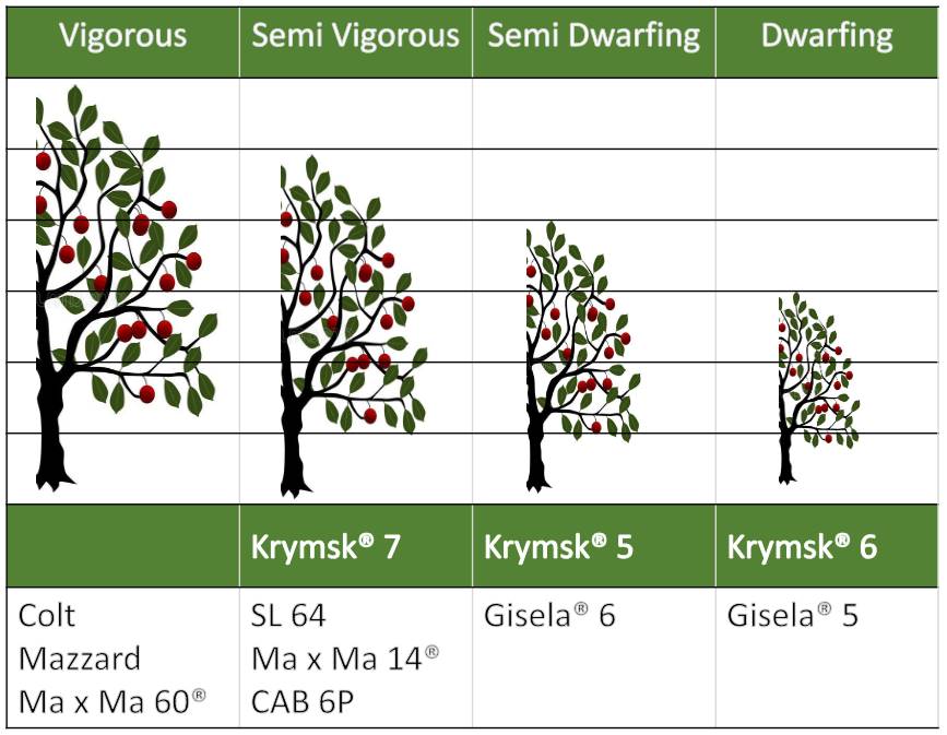Widening the choice of cherry rootstocks: the Krimsk® series