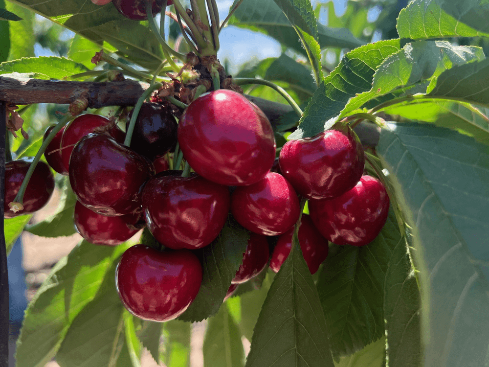 Chilean fruit: none like the cherry in the last 20 years