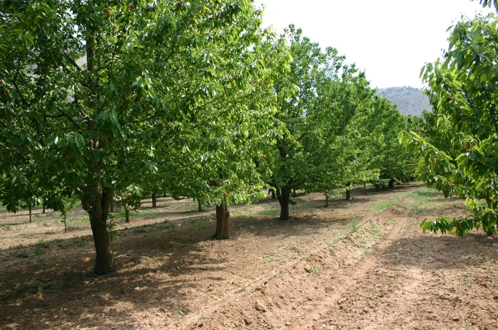 La Turchia e la sua leadership nella produzione di ciliegie