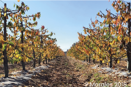 Dormancy and leaf fall: underlying factors and their importance for the productivity of the orchard