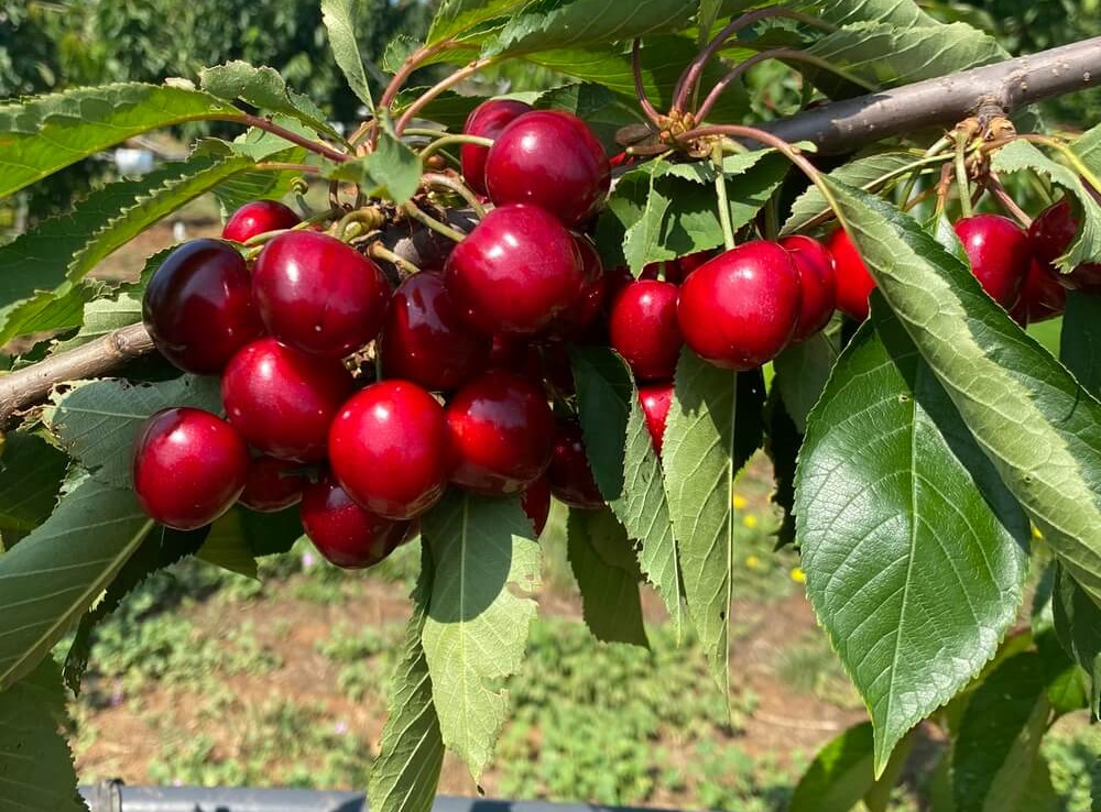 COT INTERNATIONAL: il nuovo selezionatore di varietà di ciliegie su cui si può contare