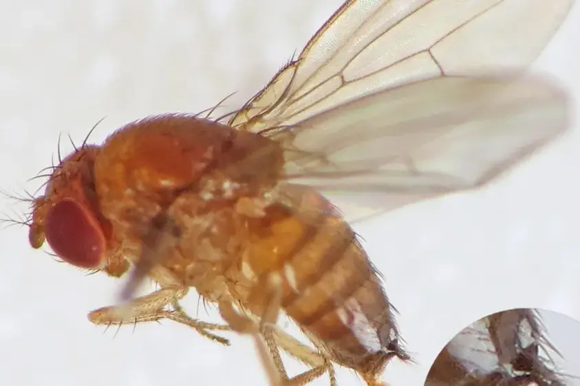 Tools for controlling Drosophila suzukii