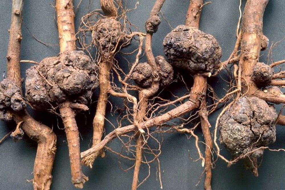 Prima segnalazione di Rhizobium rhizogenes come agente di galla del colletto su mirtillo  e ciliegio in Cile