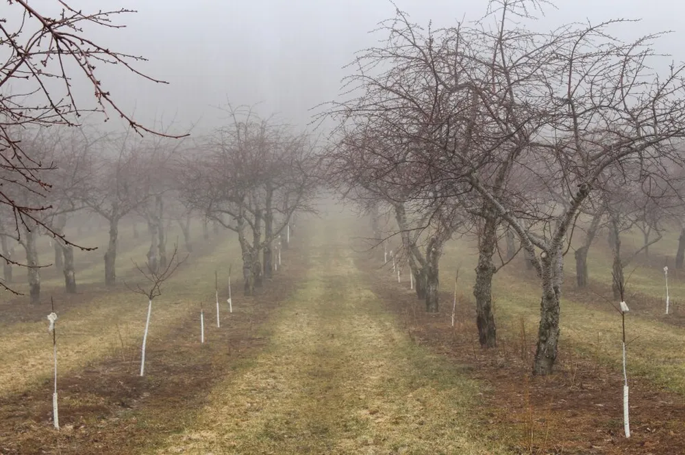 Farmers desperately call on the US government for help with devastation of crucial crops