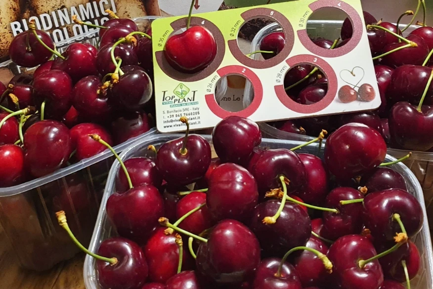 USDA proposes new rules for Washington sweet cherries: larger sizes and updated packaging