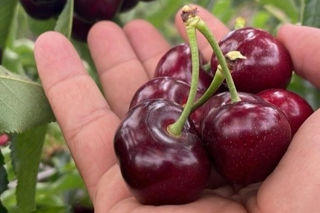 Aggiornamento sulle scelte varietali del ciliegio in Francia: varietà rosse e bicolori