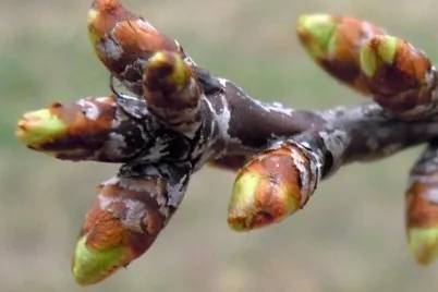 Molecular pathways in sweet cherry bud dormancy release: Spain-Denmark study