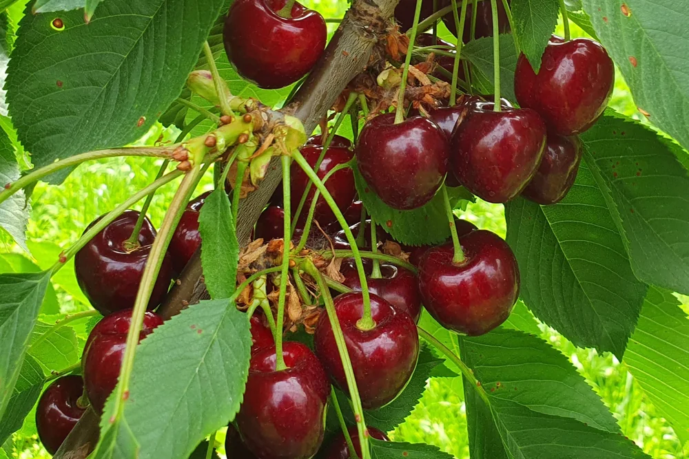 WSU is using history to develop new, improved cherry varieties