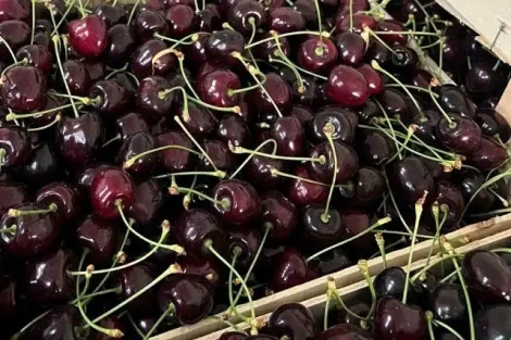 How 1-MCP extends sweet cherry shelf life: tests on Kordia and Regina in Poland