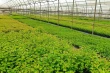 Micropropagation protocol for Gisela 17 tested in a commercial nursery in India