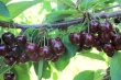 Nuove varietà tardive di ciliegio: ANA Chile® e LFP spingono sull’Europa