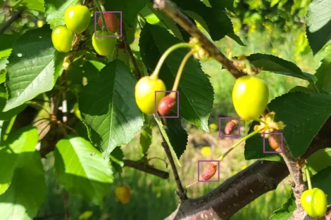 Cherry fruit drop: how artificial intelligence helps improve harvest estimates