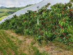 Despite a difficult situation, interest in cherry trees is growing in Romagna