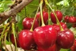 Longer-lasting cherries: natural salicylates boost freshness and shelf life