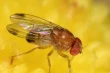 OPTIMISTII: the green solution to Drosophila suzukii in European cherry orchards