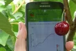 Drones and sensors in Chile: how cherries ripen smarter with tech innovation