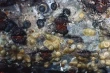 Controllo efficace della Cocciniglia di San José nei ceraseti: strategie e tempi