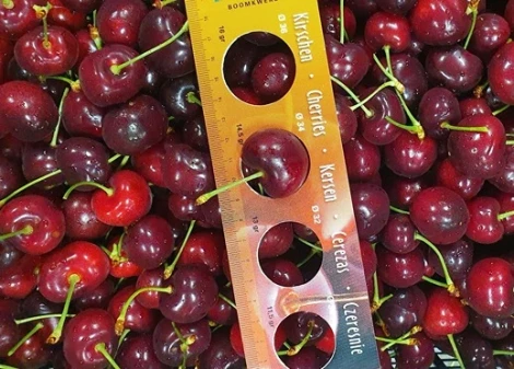 Biostimulants based on Ecklonia maxima and glycine betaine for enhancing cherry quality