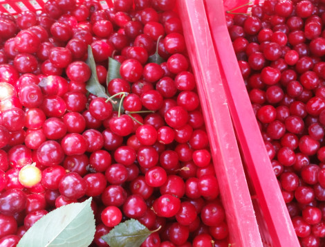 FDA supports tart cherries in promoting a healthy diet