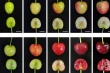 Cherry pigmentation: PavMYB.C2 gene reveals the secret of color in China