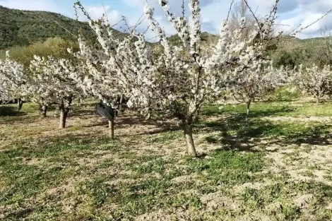 Spain: centenary cherry trees in Jaén at risk, saving an agricultural heritage