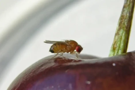 Chile: Free Insurance Against Fruit Fly and Climate Risks for Orchards