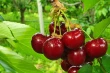 Digital twins for cherry trees: German research featured in Kansas (USA)