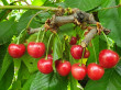 The importance of wood age, rootstock, and cultivar in sweet cherry cultivation