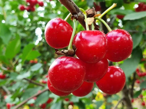 Pinterest Predicts: sour cherries will be the trend of 2025 in the US