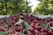 Stone Fruit Day (WSU): the link between quality and changing climatic conditions in focus