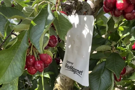 BioMagnet Ruby protegge le ciliegie in modo sostenibile da Drosophila suzukii e Rhagoletis
