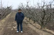 Winter chill models in fruit growing: full guide and comparison by climate zones