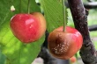 Biocontrol of brown rot on cherry and plum: e5icacy, limitations and prospects