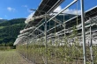 Cherries and agrivoltaics: Swiss innovation combines energy and crop protection