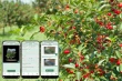 SmartCherry and iAgro: digital innovation for IGP cherries in Tuscany, Italy