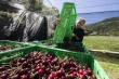 German cherries as superheroes: sustainability meets mindful consumption