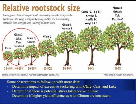 Rootstocks to the test, MSU presents 2022 results