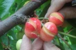 Sweet cherry cracking: causes, prevention strategies and resistant cultivars