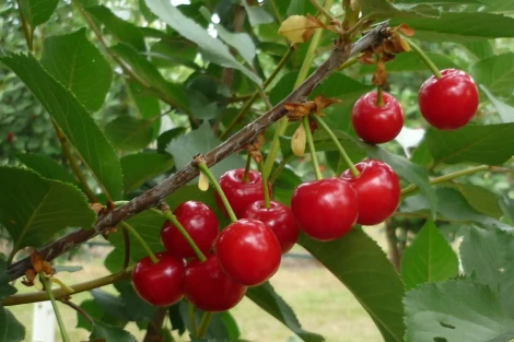 Pre-harvest treatments with chitosan and salicylic acid to improve the quality and storability of sour cherries