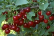 Sour cherry in Romania: genetic resources valorization as foundation for new cultivars