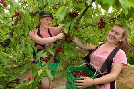 Cherry season rebounds strongly in New Zealand thanks to returning warm weather