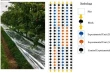 Reflective films boost cherry quality in Chilean orchards under plastic covers