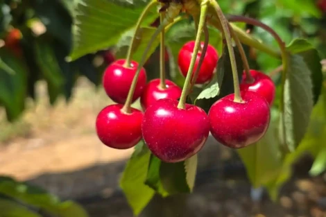 Tru-Cape Cherries 2025: Early Harvest and Premium Quality in Ceres