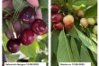 Early cherry varieties in Spain: ANA Chile® explores new promising genotypes